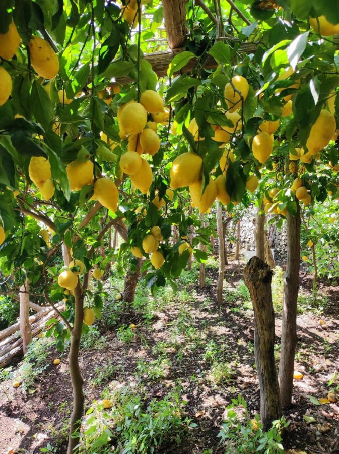 米诺利Eden Tra I Limoni公寓 外观 照片